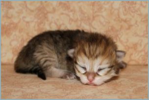 Male Siberian Kitten from Deedlebug Siberians